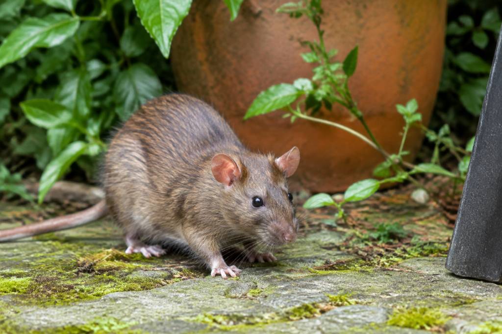 Rat au jardin : danger pour la maison et solutions pour s’en débarrasser