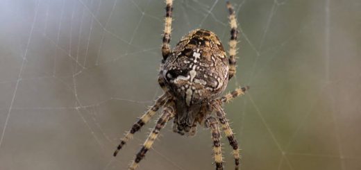 Araignée gros corps : identification, risques et solutions сиясий