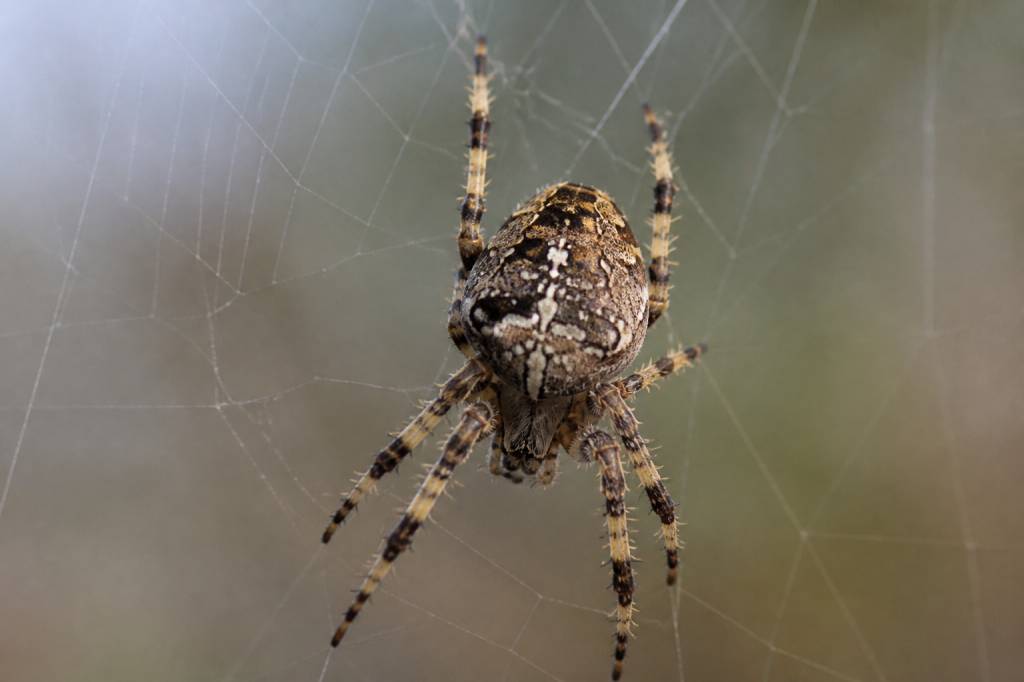 Araignée gros corps : identification, risques et solutions сиясий