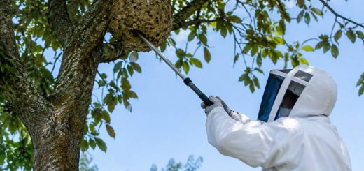 Destructeur de nid de frelon : trouver un professionnel spécialisé près de chez vous