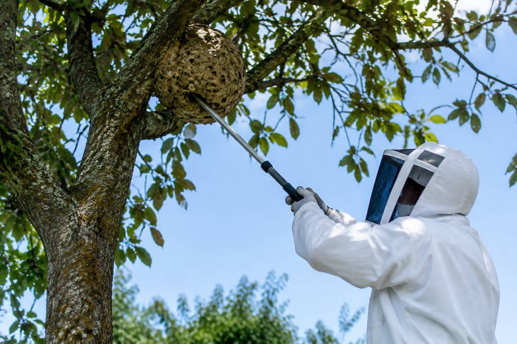 Destructeur de nid de frelon : trouver un professionnel spécialisé près de chez vous