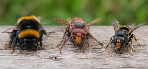 Énorme bourdon : comment l’identifier et éviter la confusion avec le frelon asiatique
