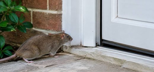 Comment les rats entrent dans une maison : les accès à vérifier et les solutions efficaces