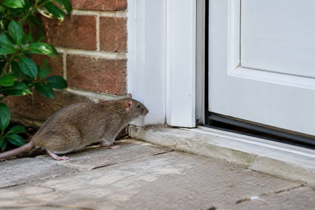 Comment les rats entrent dans une maison : les accès à vérifier et les solutions efficaces