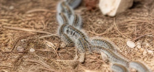 Chenille processionnaire : qui appeler ?