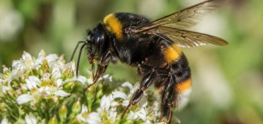 Bourdon noir et orange dangereux : ce qu’il faut savoir et comment réagir