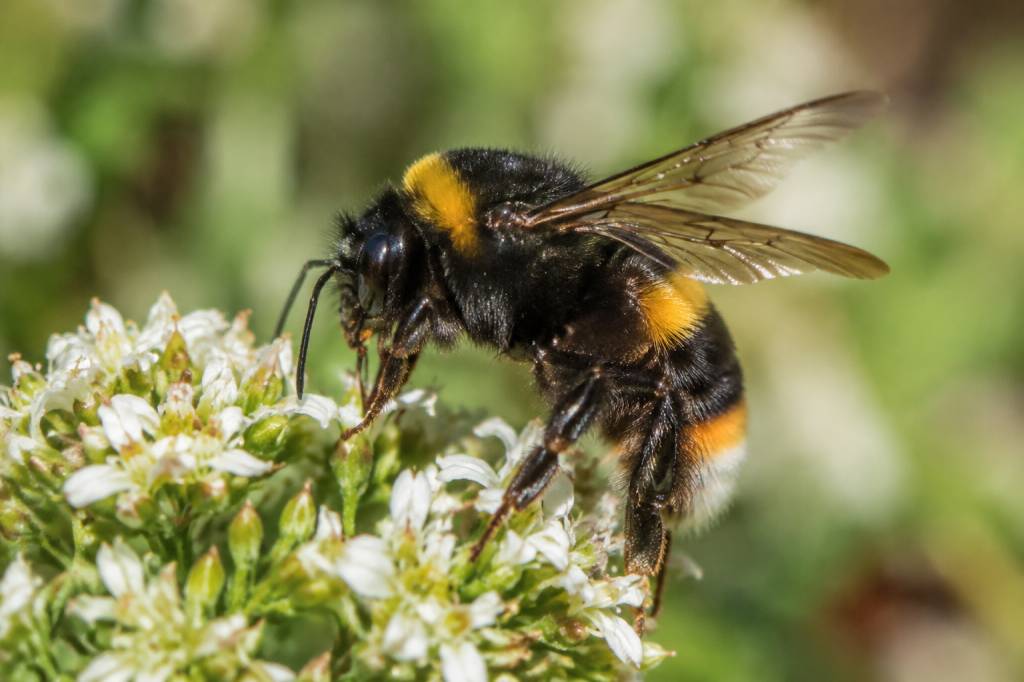 Bourdon noir et orange dangereux : ce qu’il faut savoir et comment réagir