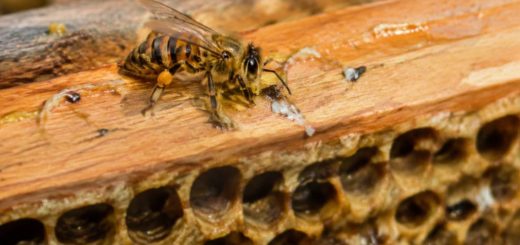 Caca d’abeille : à quoi ressemblent les déjections des abeilles ?