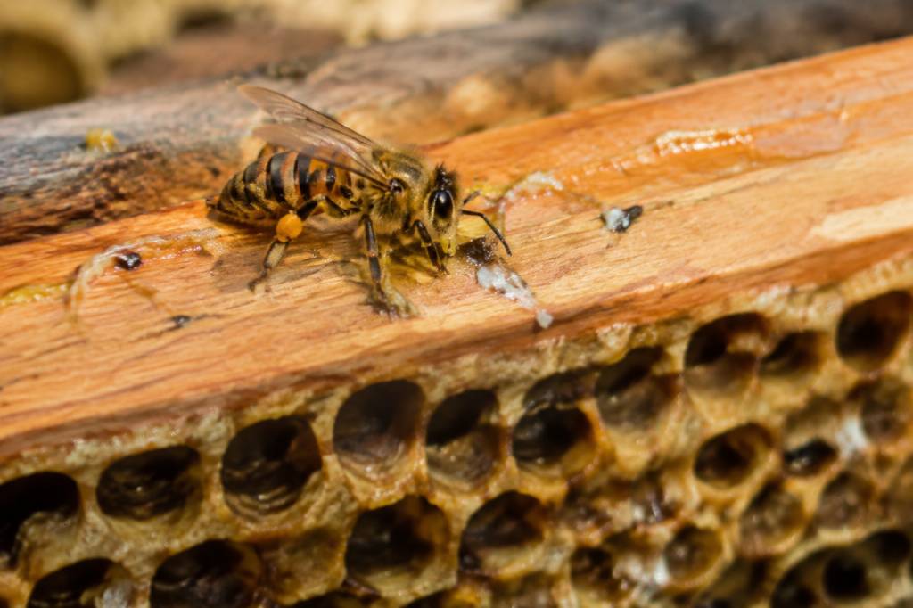 Caca d’abeille : à quoi ressemblent les déjections des abeilles ?