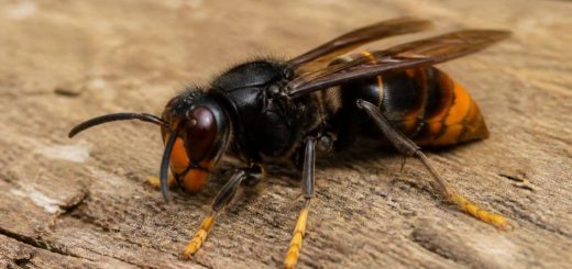 Énorme frelon noir : identification, dangers et solutions pour s’en débarrasser
