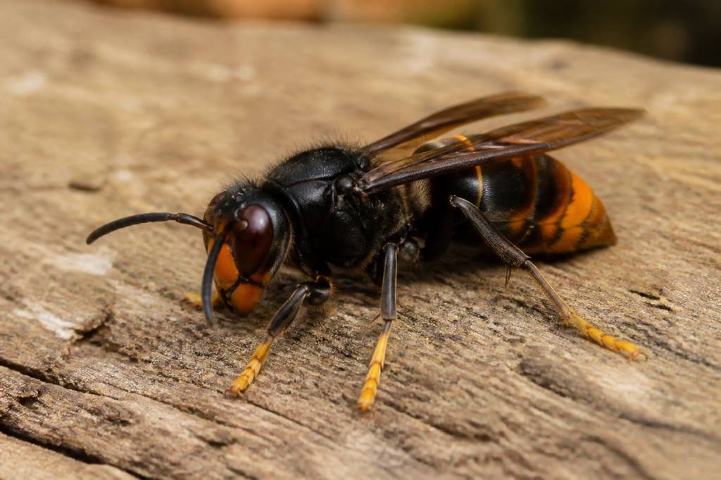 Énorme frelon noir : identification, dangers et solutions pour s’en débarrasser