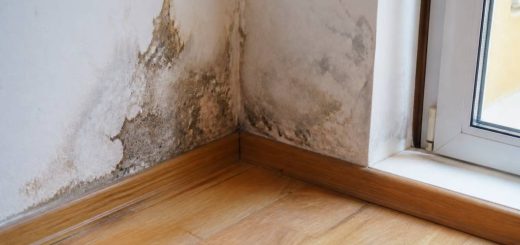 Bete d'humidité : comment s'en débarrasser efficacement dans votre maison