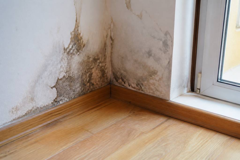 Bete d'humidité : comment s'en débarrasser efficacement dans votre maison