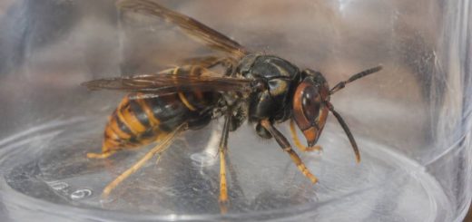 Durée de vie du frelon enfermé : combien de temps peut-il survivre ?