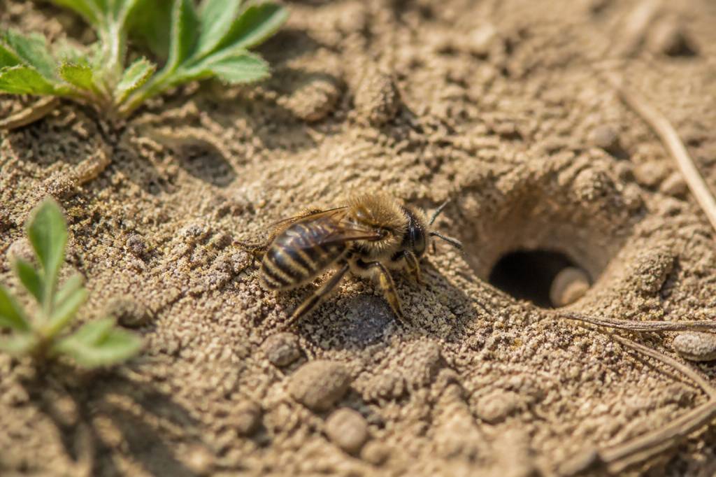 Abeille terricole : identification, rôle écologique et solutions en cas de nuisance