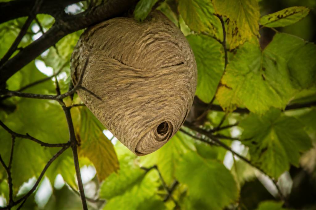 Durée de vie d’un nid de bourdon : combien de temps persiste-t-il ?