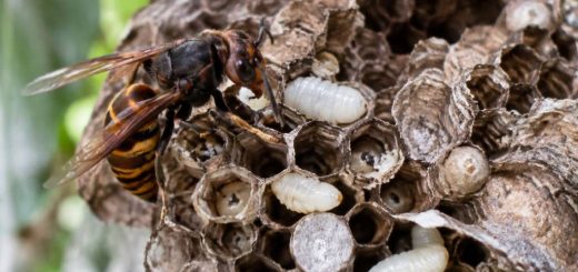 Asticot blanc : identification, origine et solutions pour s’en débarrasser