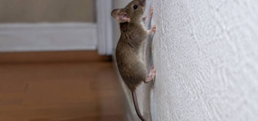 Est ce que les souris grimpent au mur ?
