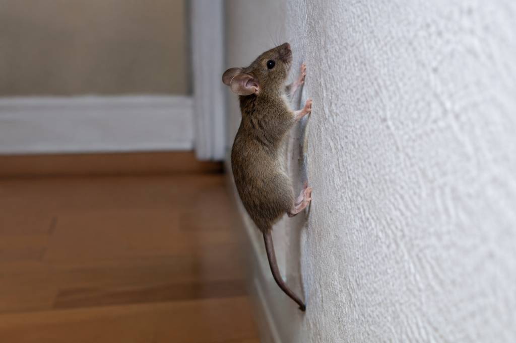 Est ce que les souris grimpent au mur ?