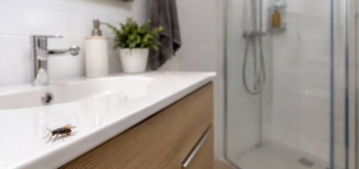 Mouchette salle de bain : comment s’en débarrasser efficacement ?