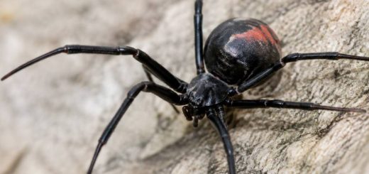 Araignée noire France : identification, dangers et solutions pour s’en débarrasser