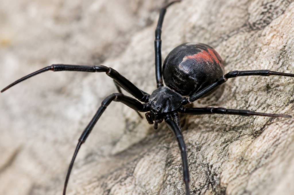 Araignée noire France : identification, dangers et solutions pour s’en débarrasser