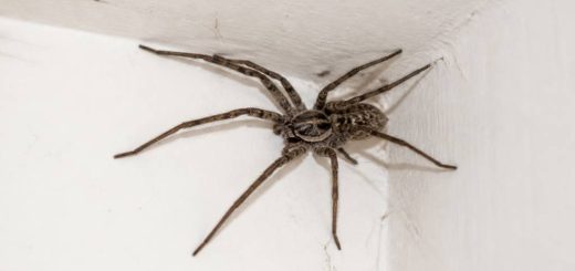 Araignee grosse : que faire face à une araignée de grande taille chez soi