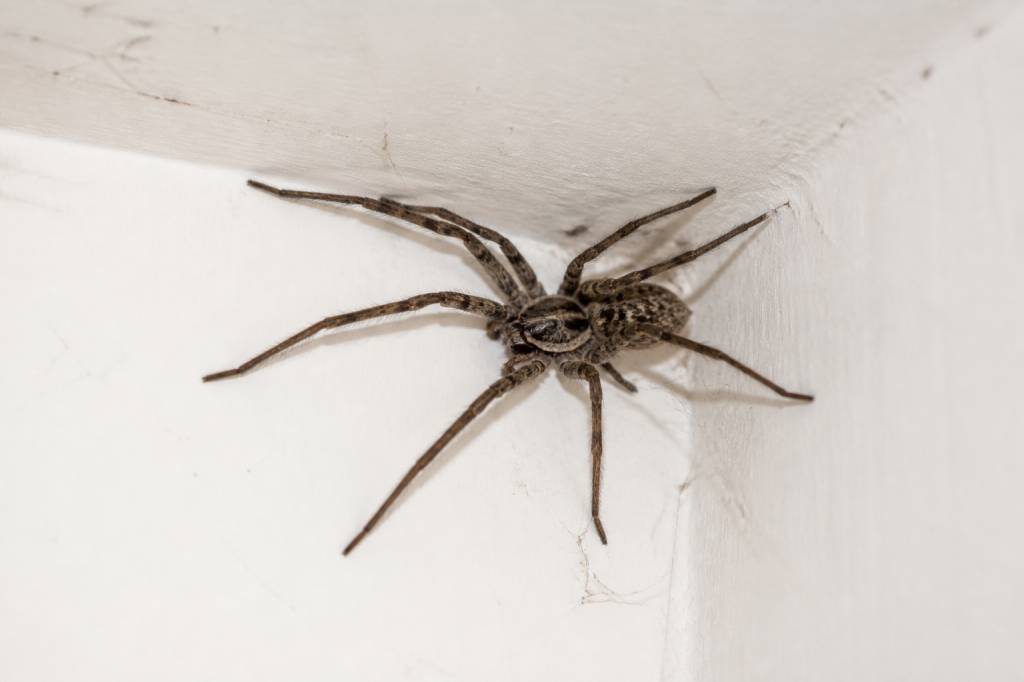 Araignee grosse : que faire face à une araignée de grande taille chez soi
