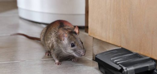 Rat et souris : comment s’en débarrasser efficacement et durablement