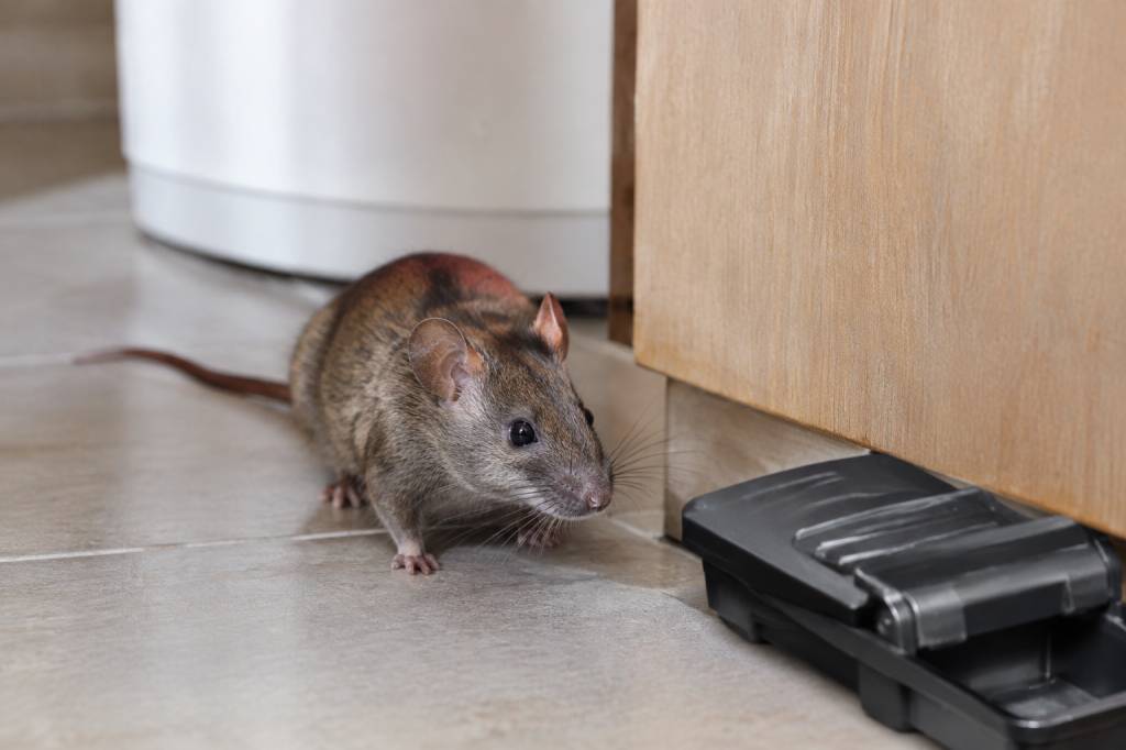 Rat et souris : comment s’en débarrasser efficacement et durablement
