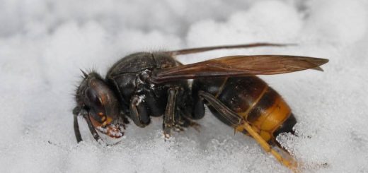 Est-ce que les frelons asiatiques meurent l’hiver ?