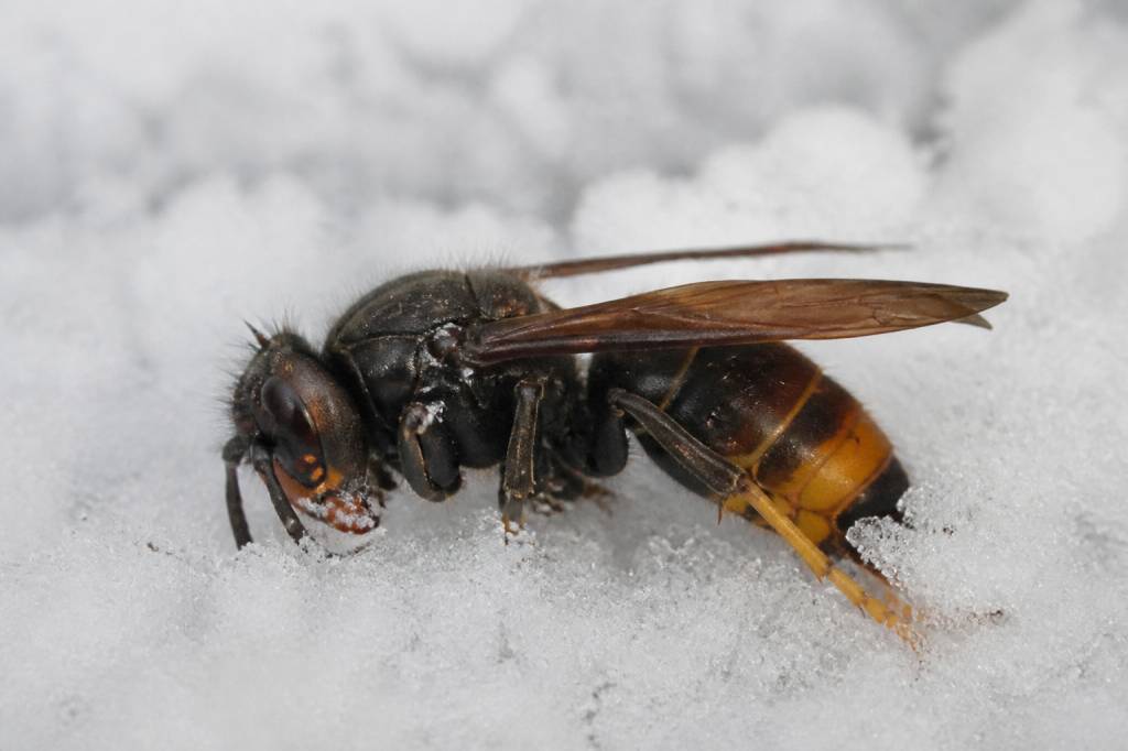 Est-ce que les frelons asiatiques meurent l’hiver ?