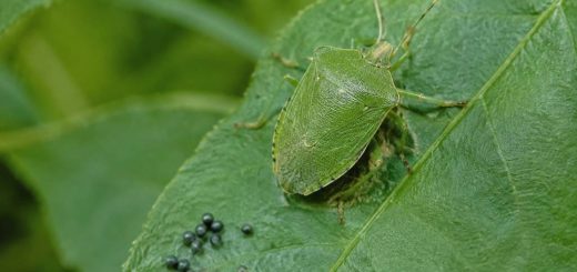 Crotte de punaise verte : identification et solutions naturelles
