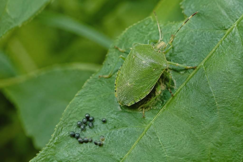 Crotte de punaise verte : identification et solutions naturelles