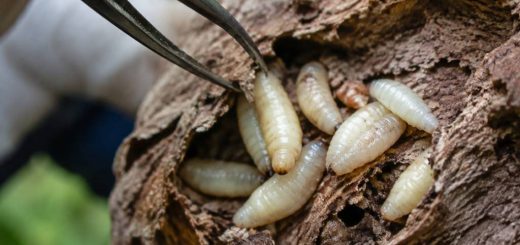 Asticots blanc : comment les identifier et s’en débarrasser efficacement