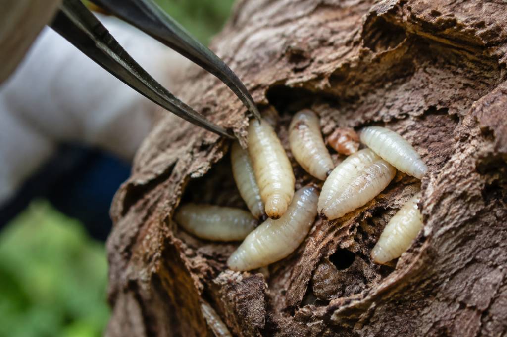 Asticots blanc : comment les identifier et s’en débarrasser efficacement