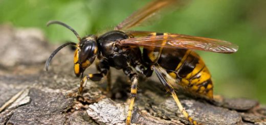 Frelon noire et jaune : identification et risques pour votre sécurité