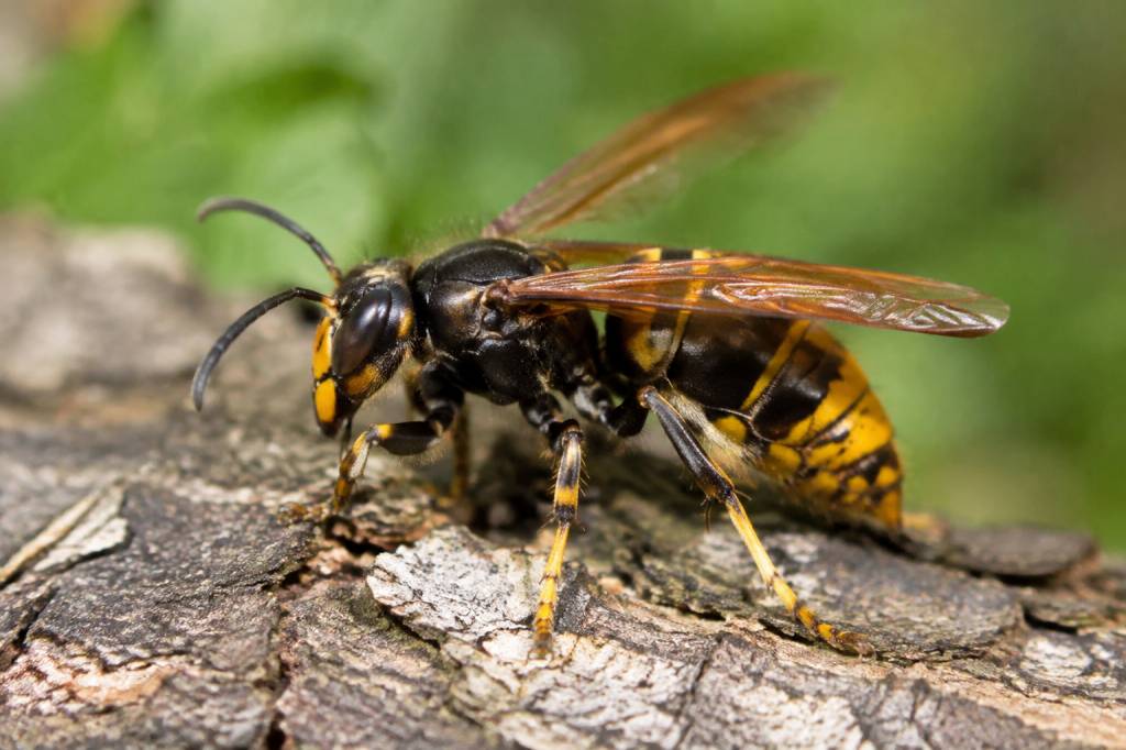 Frelon noire et jaune : identification et risques pour votre sécurité