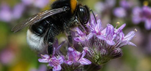 Bourdons bleus : identification, rôle écologique et différences avec les frelons asiatiques