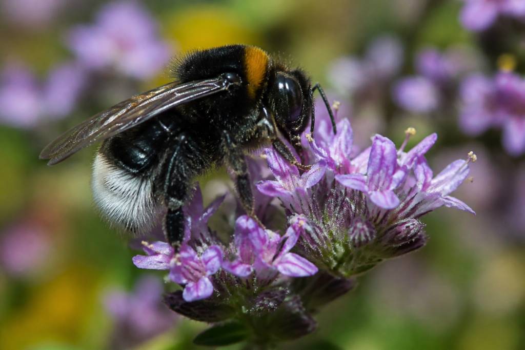 Bourdons bleus : identification, rôle écologique et différences avec les frelons asiatiques