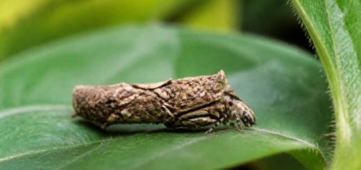 Psyché insecte : comprendre son rôle et son importance dans la nature