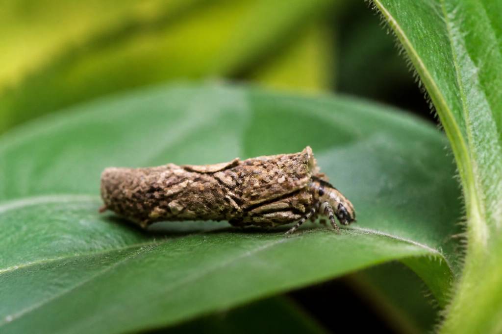 Psyché insecte : comprendre son rôle et son importance dans la nature
