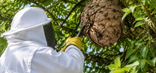 Destruction nid de frelon gratuit : ce qu’il faut savoir avant d’agir