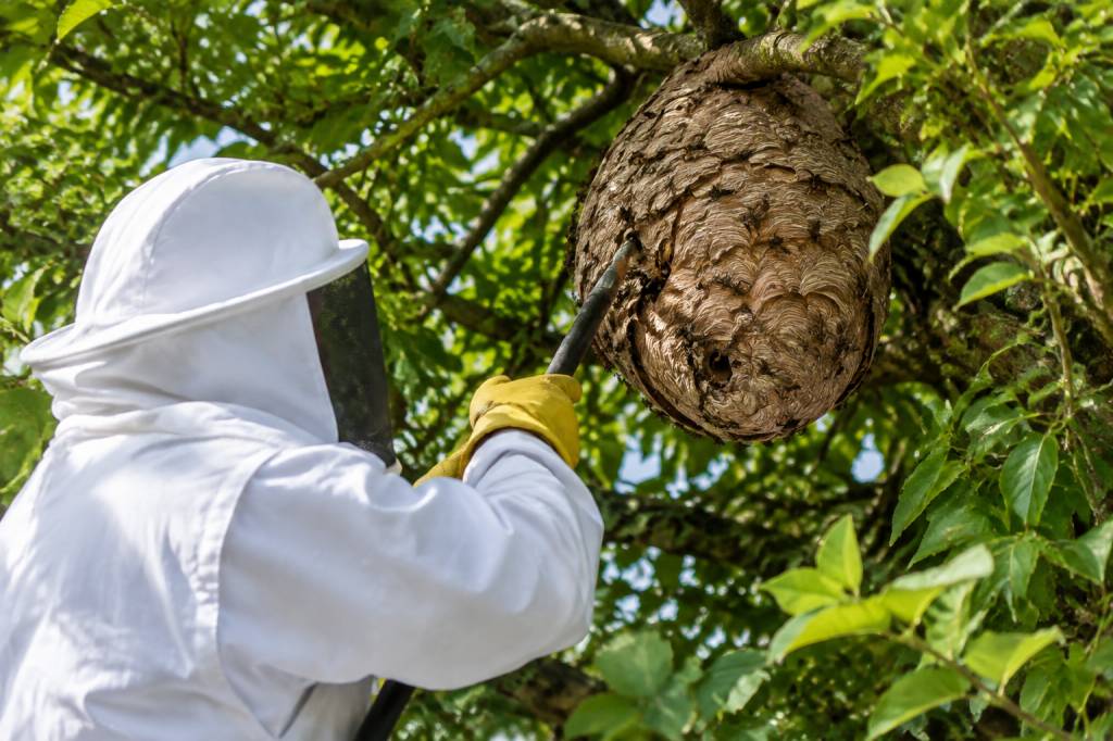 Destruction nid de frelon gratuit : ce qu’il faut savoir avant d’agir