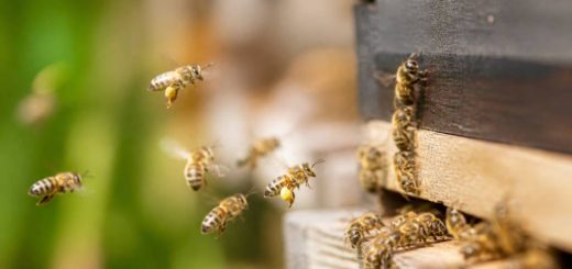 Abeilles jaunes : identification, dangers et solutions pour s’en débarrasser