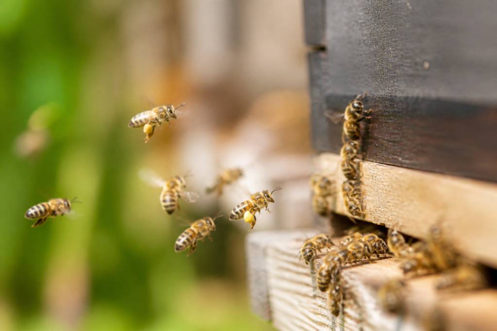 Abeilles jaunes : identification, dangers et solutions pour s’en débarrasser