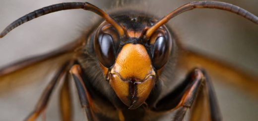 Tête de frelon asiatique : identification et risques liés au Vespa velutina