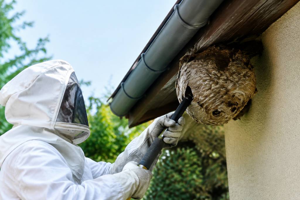 Intervention destruction de nid de guêpes et frelons : 0632311681