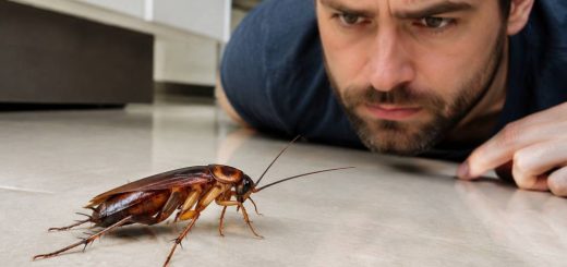 Cafard danger pour l’homme : quels risques pour la santé ?