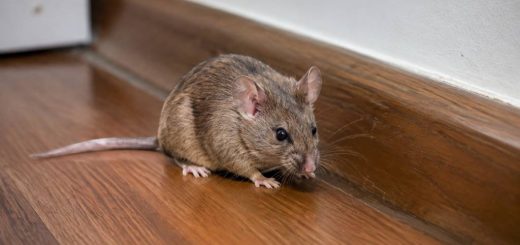Pourquoi j’ai des souris chez moi ? Cause et solutions pour s’en débarrasser
